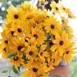 Rudbeckia SEEDS  black eyes Susan Cut Flowers Dizzy Bees Urban Harden