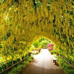 20 GOLDEN CHAIN TREE Goldenchain Laburnum Anagyroides Seeds