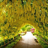 20 GOLDEN CHAIN TREE Goldenchain Laburnum Anagyroides Seeds