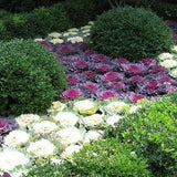 50+ Flowering Cabbage Seeds- Ornamental Cabbage- BRASSICA OLERACEA----B150