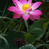 Nelumbo Nucifera Seeds Pack, Sacred Water Lotus For Planting, Germination success.