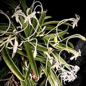 Vanda falcata 'Fugaku'