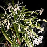 Vanda falcata 'Fugaku'