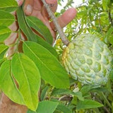 10 Fresh Custard Apple Annona Squamosa Seeds - Sugar Apple, Sweetsop
