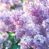 Comment planter et cultiver le lilas?? Flower Delivery