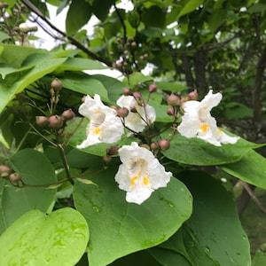 Northern Catalpa Shade Tree Seeds Fast Growing Hardy-20 seeds