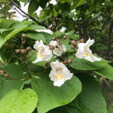 Northern Catalpa Shade Tree Seeds Fast Growing Hardy-20 seeds