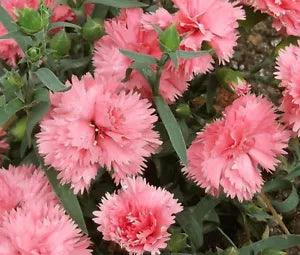 CARNATION CHABAUD LA FRANCE Dianthus Caryophyllus - 20 Seeds