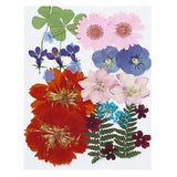 Dried Pressed Flowers Natural Leave Real Pressed Flowers Multicolor