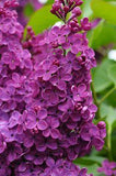 Lilac Flower Delivery