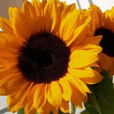 Bright orange sunflower 200 seeds