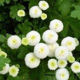 Feverfew ?? Snowball ?? . Perennial. Full sun. Easy care , low maintenance. 50 seeds