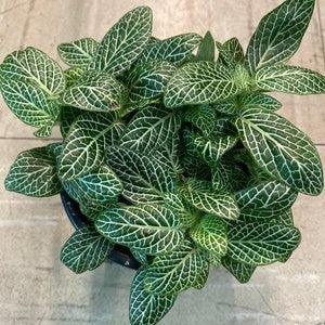 Fittonia, nerve plant, mosaic plant, net plant
