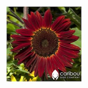 Annual: VELVET QUEEN SUNFLOWER - 40 seeds - 6 Ft. Tall, Crimson Red Sunflower, Attracts Bees & Pollinators *Organic*