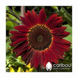 Annual: VELVET QUEEN SUNFLOWER - 40 seeds - 6 Ft. Tall, Crimson Red Sunflower, Attracts Bees & Pollinators *Organic*
