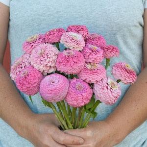 25 Pink Oklahoma Zinnia Seeds / Zinnia Elegans /  Cut Flower / Cupcake Flower / English Garden / Wildflowers / Cottage / Bouquet Flowers