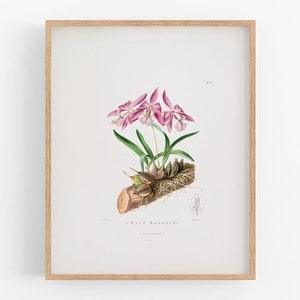 Pink orchid flower botanical print / vintage print / botanical print / art print / orchid print / flower art / wall decor / tropical art