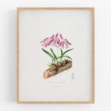 Pink orchid flower botanical print / vintage print / botanical print / art print / orchid print / flower art / wall decor / tropical art