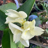 3 seeds pure white canna lily