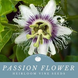 Passion Flower Seeds:  - Grow Your Own Ornamental Vine Indoors Or Grow Tropical Fruits Outdoors!