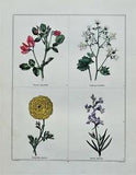 FLOWERS LINARIA,RANUNCULUS Original Antique Botanical Vintage Engraving 1831