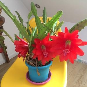 Bright red epiphyllium cutting