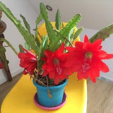 Bright red epiphyllium cutting