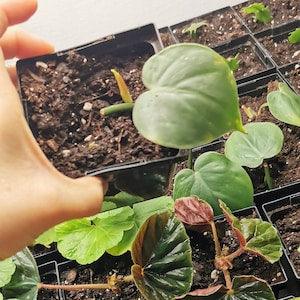 Bouture enracin¡§?e Cordatum Heart Leaf - Philodendron hederaceum plante