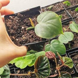 Bouture enracin¡§?e Cordatum Heart Leaf - Philodendron hederaceum plante