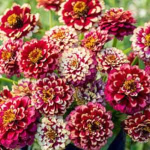 Aztec Burgundy Bicolor Zinnia Seeds 20 count
