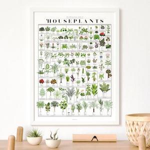 Common Houseplants Chart Print | Poster for Home | Gift for Plant & Nature Lovers