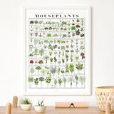 Common Houseplants Chart Print | Poster for Home | Gift for Plant & Nature Lovers