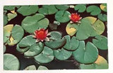 NEW LISTINGPond Lilies Flowers Plants Edenton North Carolina NC Postcard c1940s