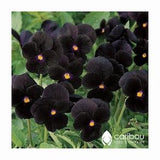 Annual | BACK TO BLACK Viola | 40-50 Seeds | Deep Black Blooms, Yellow Center | Blooms All Summer Long | Fresh, Organic Seed | Black Flowers