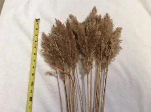Naturally Dried Cape Cod Sea Grass Bakers Dozen 13 Plus 24 Inch Length