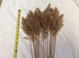 Naturally Dried Cape Cod Sea Grass Bakers Dozen 13 Plus 24 Inch Length