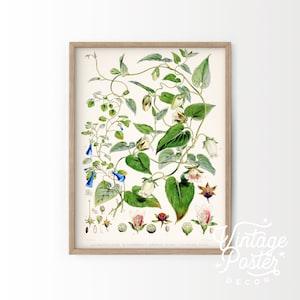 Vintage Plant Print, Botanical Flower, Vintage Flower Print, Floral Wall Art, Flower Decor, Girls Bedroom, Vintage Nursery, up to 24"x36"