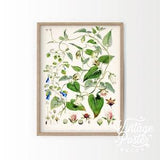 Vintage Plant Print, Botanical Flower, Vintage Flower Print, Floral Wall Art, Flower Decor, Girls Bedroom, Vintage Nursery, up to 24