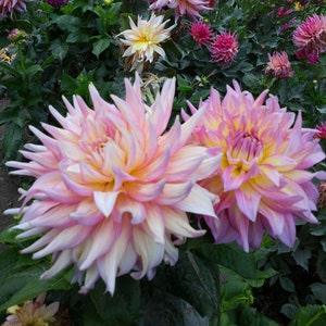 N243 Seeds 10 Seeds Giant Dahlia Big Dahlia Seeds Flower Seeds Seed Variety