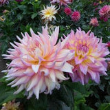 N243 Seeds 10 Seeds Giant Dahlia Big Dahlia Seeds Flower Seeds Seed Variety
