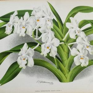 Antique Botanical Print ORCHID  VANDA DENISONIANA Linden Original Large  c1885