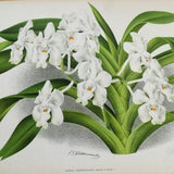 Antique Botanical Print ORCHID  VANDA DENISONIANA Linden Original Large  c1885