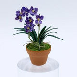 Vanda Orchid (Two Spikes)
