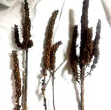 Natural Dried MULLEIN Spikes 5 Brown Tall Crafts
