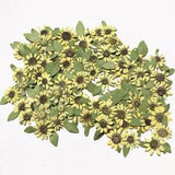 12x Pressed Dried Flowers Mini Sunflower Epoxy Resin Filler Jewelry Making Craft
