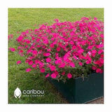 Caribou Seed Company: TIDAL WAVE 'Hot Pink' Petunia Seeds - Trailing/Spreading Petunia, Mass of Blooms!  High Quality & Fresh (10 seeds)