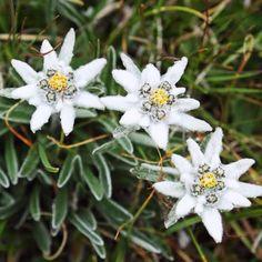Edelweiss Flower: All You Need To Know About Flower Delivery