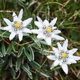 Edelweiss Flower: All You Need To Know About Flower Delivery