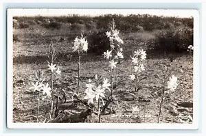 1945 Desert Lilies Flower Plant Nature RPPC Vintage Postcard
