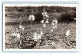 1945 Desert Lilies Flower Plant Nature RPPC Vintage Postcard